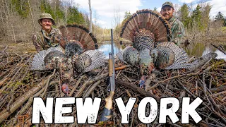 NEW YORK TURKEY HUNTING!!! - (Public Land DOUBLE)