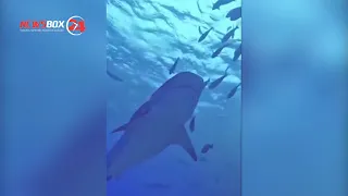 Тигровая акула напала на Приморского дайвера