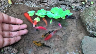 Wadidaw! Dapat ikan komet, ikan cupang, ikan molly balon, ikan mas koki, ikan lemon, ikan platy,ikan