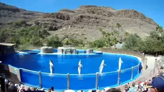 Дельфинарий Шоу с дельфинами в Пальмитос Парке Гран Канария Dolphin Shows in Palmitos Park