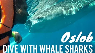 INDIAN HIT BY GIANT WHALE SHARK | WHALE SHARKS of OSLOB | SIMILON ISLAND