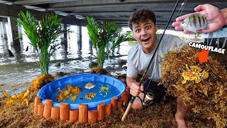 SALTWATER BEACH POND With CREATURES Found in SEAWEED!!