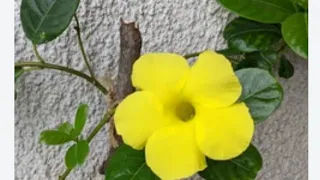 Allamanda Plant Care &Fertilizer|| Summer Flowering Plant|| Golden Trumpet|| Yellow Bells Plants