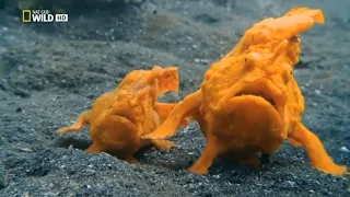 GRANDES DOCUMENTALES   LA ZONA MAS EXTRAÑA DEL OCÉANO,documentales national geographic español,