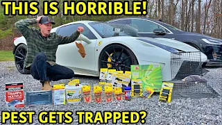 Huge Rats Infested Our Ferrari 458!!! This Is An Absolute Nightmare And We're Getting Rid Of Them!!!