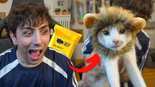 le compré muchas cosas a mi gato #3 🦁