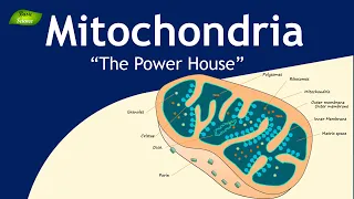 Mitochondria structure and function | Cell Biology | Basic Science Series