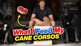 Raw I Feed My Cane Corsos - Living With Cane Corsos Ep. 01