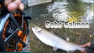 Coho Salmon Fishing Adventure At Bowmanville Creek #fishingvideo #Salmon Run September 30 2023