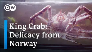 King Crab: Big, Red, Delicious, And Expensive | Where Does This Delicacy Come From? | DW Food