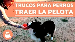 Cómo enseñar a un perro a traer la pelota -TRUCOS PARA PERROS