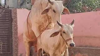 👍EK OR## GAU MATA PREGNANT BY🙏 RUDRANATH MAHARAJ JI 🙏