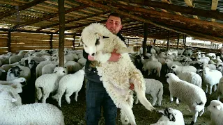 Popeci, un tânăr de 23 de ani care se ocupă singur de o turmă mare de oi și miei, Cornești MM EP.1
