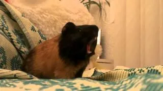 Guinea pig is yawning (Морская свинка Семыч зевает)