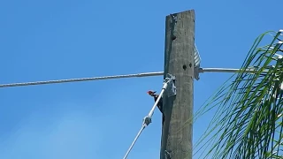 Pileated vs. Red-Bellied Woodpecker Fight
