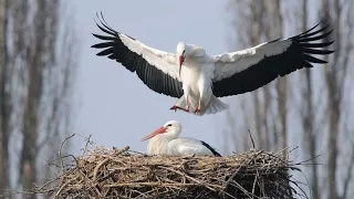 Ознайомлення із природним довкіллям "До рідного краю лелеки летять". Саєнко О. А.