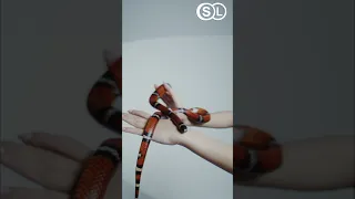 #shorts Weird #snake Goes Crazy and kill itself 🏀😈💀  | srilucida |