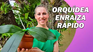 Aprenda a Plantar Orquídeas em Vaso de Barro para ENRAIZAR RÁPIDO