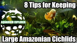 8 Tips For Keeping Large Amazonian Cichlids in the Home Aquarium :: Aquarium Explorer