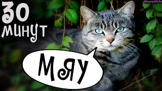 ЗВУКИ КОТИКОВ !!! 30 минут улетного веселья !!! МЯУКАНЬЕ КОШЕК !!! РАЗЫГРАЙ СВОЕГО КОТА !!!