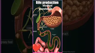 Bile production in our body#shorts
