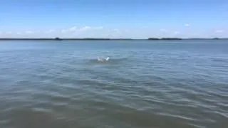 Чуть не поймал акулу в мексиканском заливе