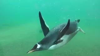 Penguins Swimming - Penguin interaction with visitors