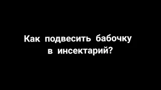 Как подвесить куколку бабочки в инсектарий?