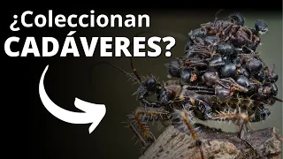 No hay otros insectos como las chinches