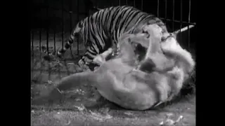 Tiger VS Lion Big Cage Fight!  Sumatran Tiger killed two Male African Lions.