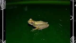 Vocalização de Dendropsophus branneri (Cochran, 1948) 𓆏.