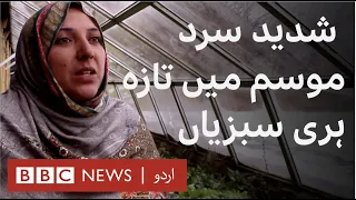 Skardu: How one woman is growing vegetables in  -10 degrees  - BBC URDU