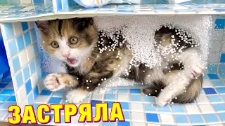 Сделали Бассейн-Лабиринт для Спасённого Котёнка 😱 Kot Million