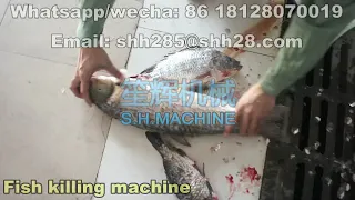 Automatic fish killing machine  carp cleaning machine fish processing equipment