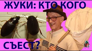 Кто Кого Съест? Кто Сильнее? Жуки в Зоопарке, Жужелицы Carabidae и Хрущ Scarabaeidae.