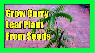 How To Grow Curry Plant From Seeds : Curry Leaves Plant Care Tips