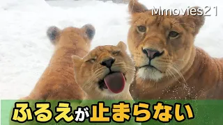 The lion cub punched the tiger next door, Cute roar,Asahiyama Zoo Lion Orito Family