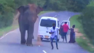 Heart-Stopping Moments Wild Elephant  Breaking Car And Attack Passengers