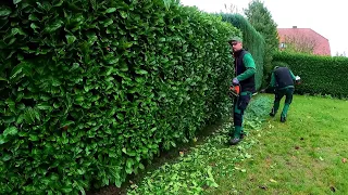 We MANAGED to do AUTUMN pruning of hedges the day BEFORE the FROST