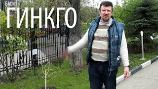 Гинкго — живое ископаемое