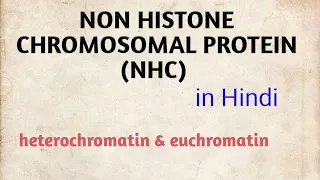 NON HISTONE CHROMOSOMAL PROTEIN (  euchromatin  and  heterochromatin )   in Hindi