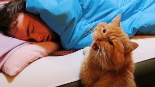 Cat wake up their owner by cute actions ⏰ Cute Alarm Clock Ever