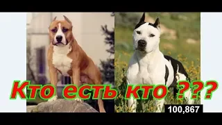 Как отличить Питбуля от Ам Стаффа о происхождение породы