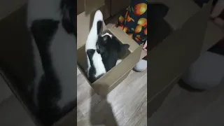 котик в коробке #кот #коты #котик #котята #кошки #кисы #коробка #сюрприз