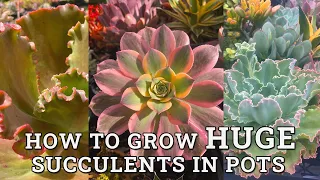 How To Get Succulents Grow HUGE In Pots