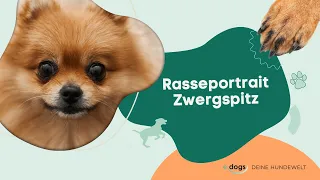 Rasseportrait: Zwergspitz (Pomeranian)