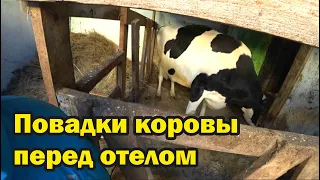 Признаки приближающего отела коровы. Мой опыт