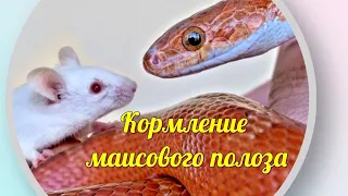 Кормление маисового полоза после линьки