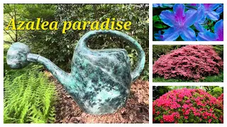 Jenkins Arboretum and Gardens - Azalea lovers paradise Part 1