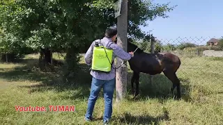 Подкожная шишка под животом у жеребёнка Лахиба. обработка от клопов и клещей. Лошадь